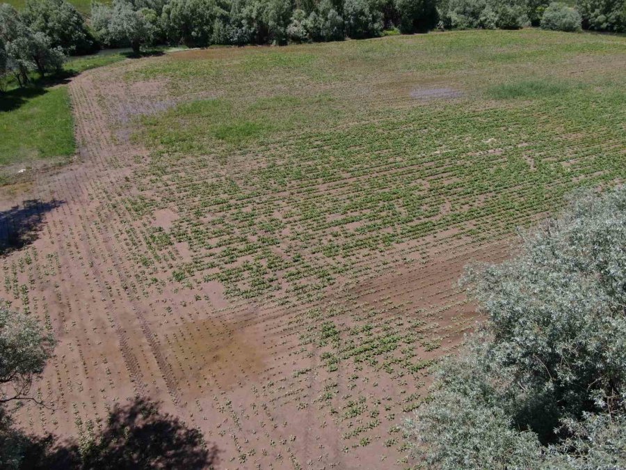 Çiftçiyi Elektrik Çarptı