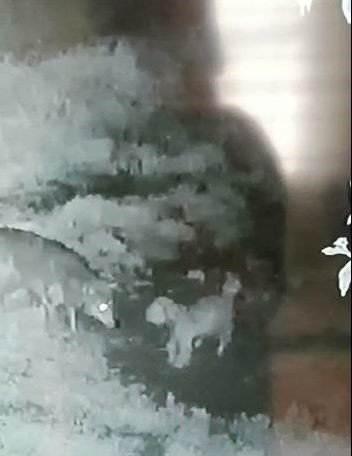 Çiftlikteki Köpeğe Saldıran Kurt Kamerada