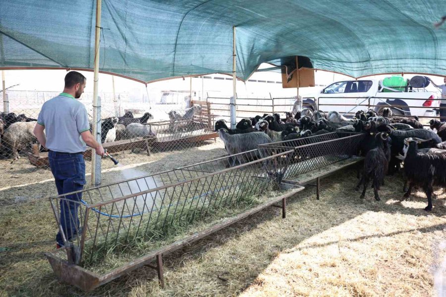 Meram’daki Hayvan Satış Alanında Kurban Hareketliliği