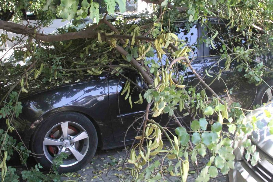 Tatilinin İlk Gününde Denize Girmek İçin Aracını Park Etti, Geri Döndüğünde Gözlerine İnanamadı