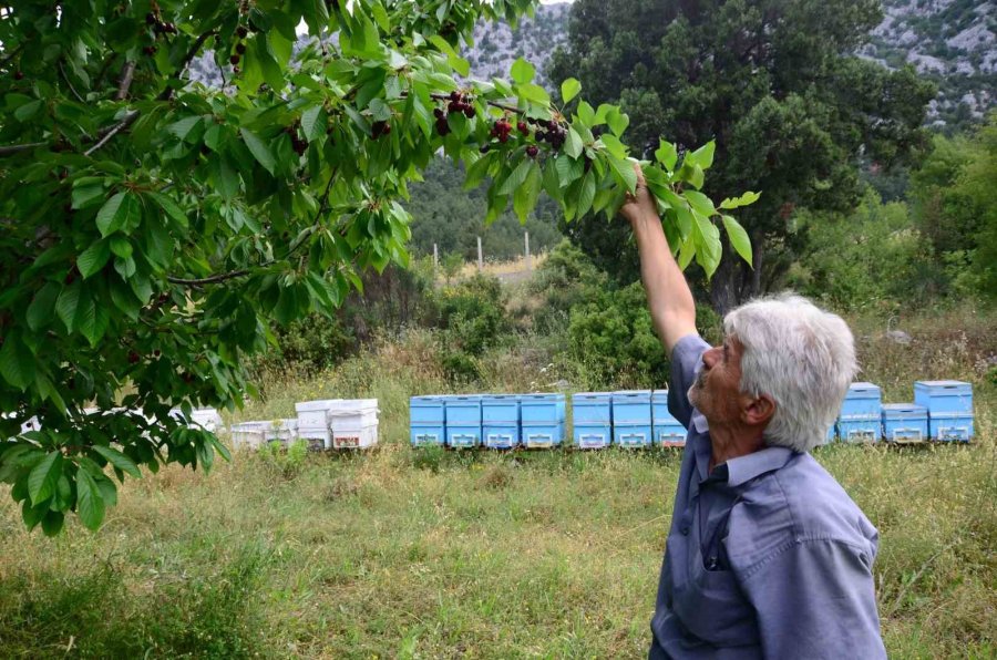 Antalya’da Aşırı Yağmur Kirazı Dalında Bıraktı
