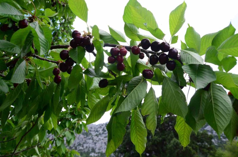Antalya’da Aşırı Yağmur Kirazı Dalında Bıraktı