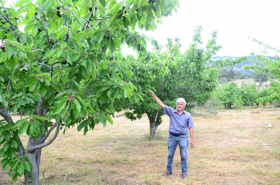 Antalya’da Aşırı Yağmur Kirazı Dalında Bıraktı
