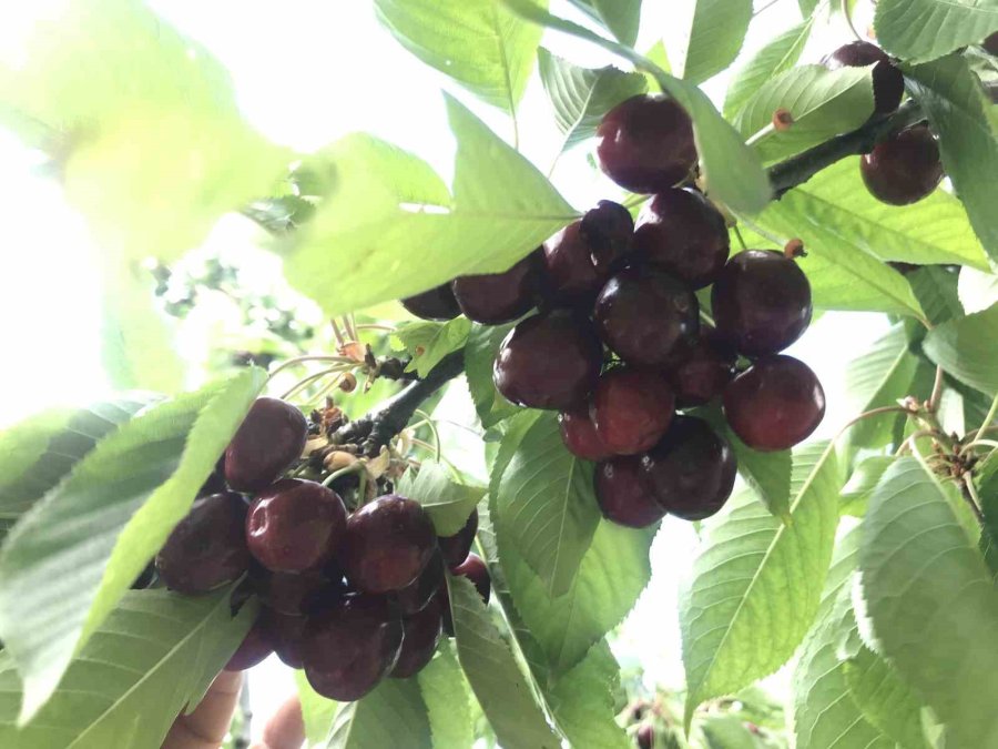 Antalya’da Aşırı Yağmur Kirazı Dalında Bıraktı