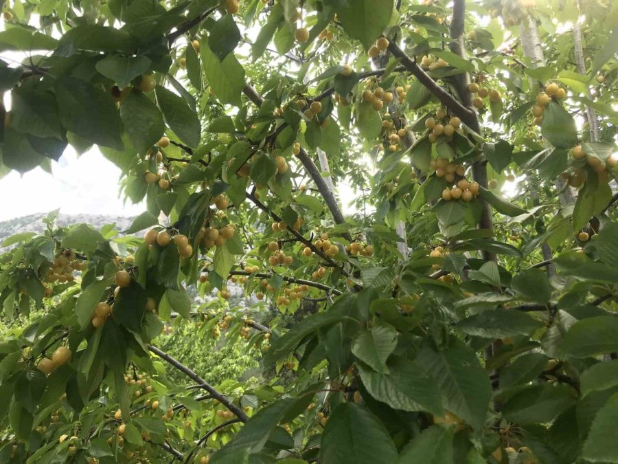 Antalya’da Aşırı Yağmur Kirazı Dalında Bıraktı