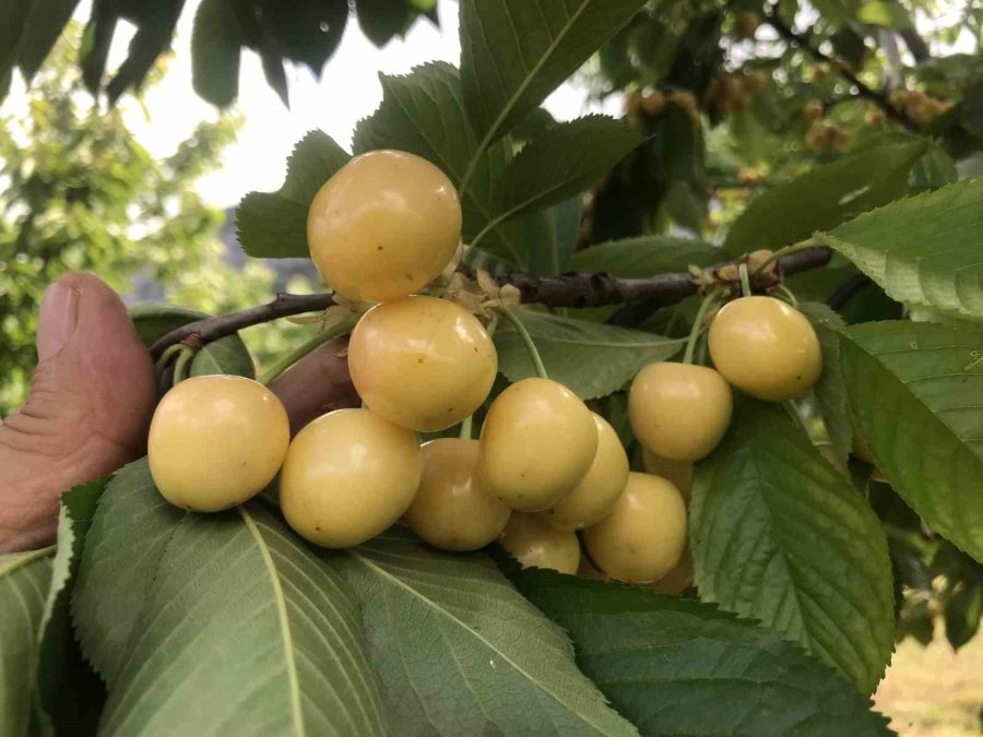 Antalya’da Aşırı Yağmur Kirazı Dalında Bıraktı