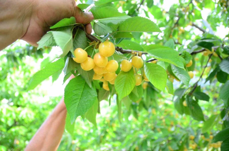 Antalya’da Aşırı Yağmur Kirazı Dalında Bıraktı