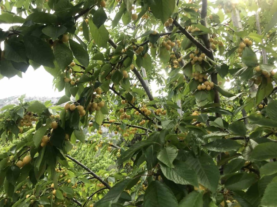 Antalya’da Aşırı Yağmur Kirazı Dalında Bıraktı