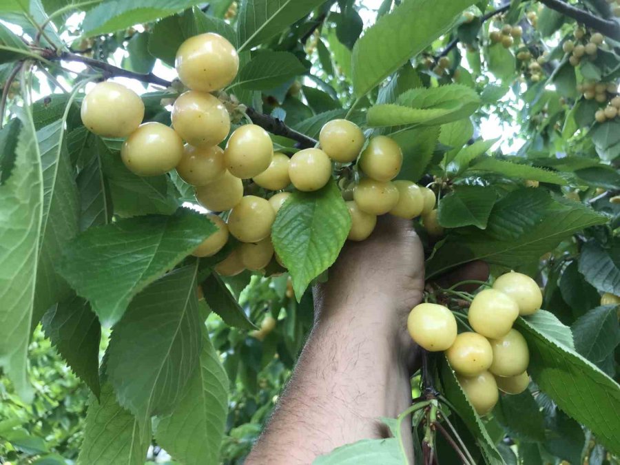 Antalya’da Aşırı Yağmur Kirazı Dalında Bıraktı