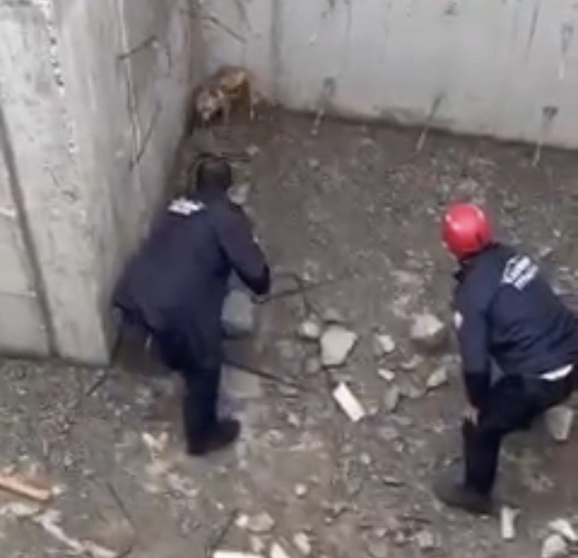 İnşaatın Temeline Düşen Tilkinin Yardımına İtfaiye Yetişti