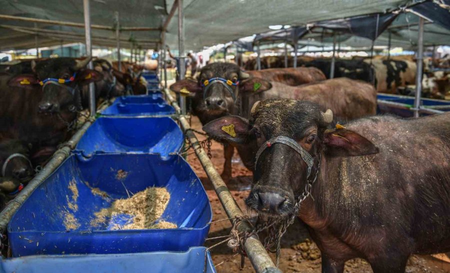 Kepez ‘de 3 Satış, 9 Kurban Kesim Noktası