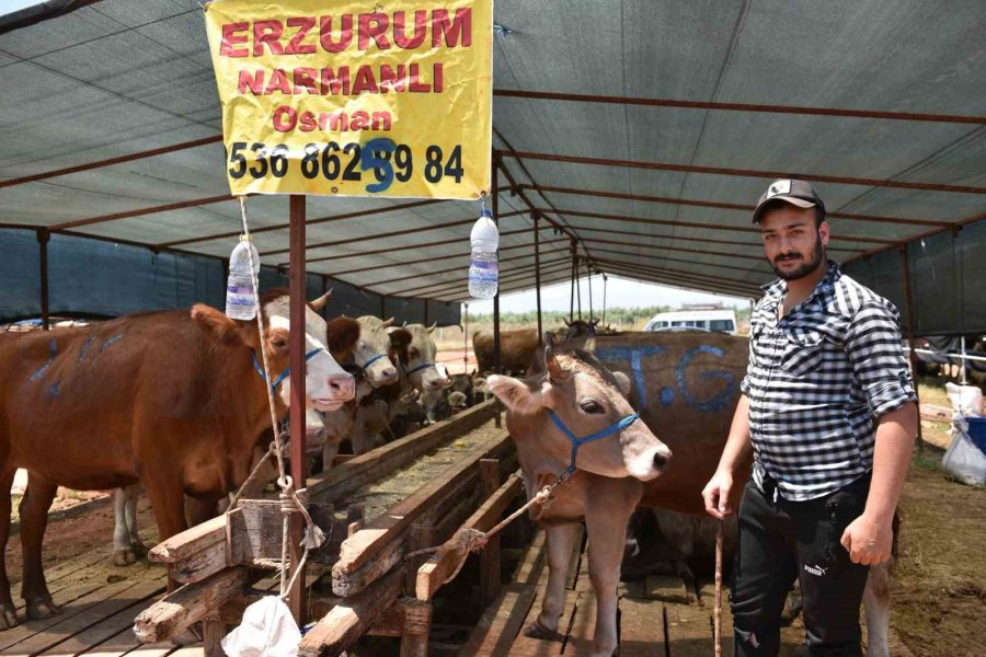 Kepez ‘de 3 Satış, 9 Kurban Kesim Noktası