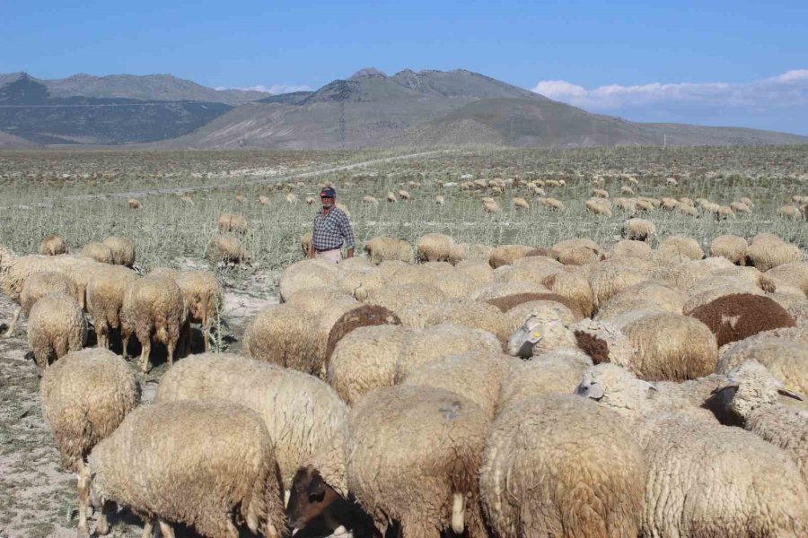 Karapınar’da Son Yağışlar Hayvancılara Umut Oldu