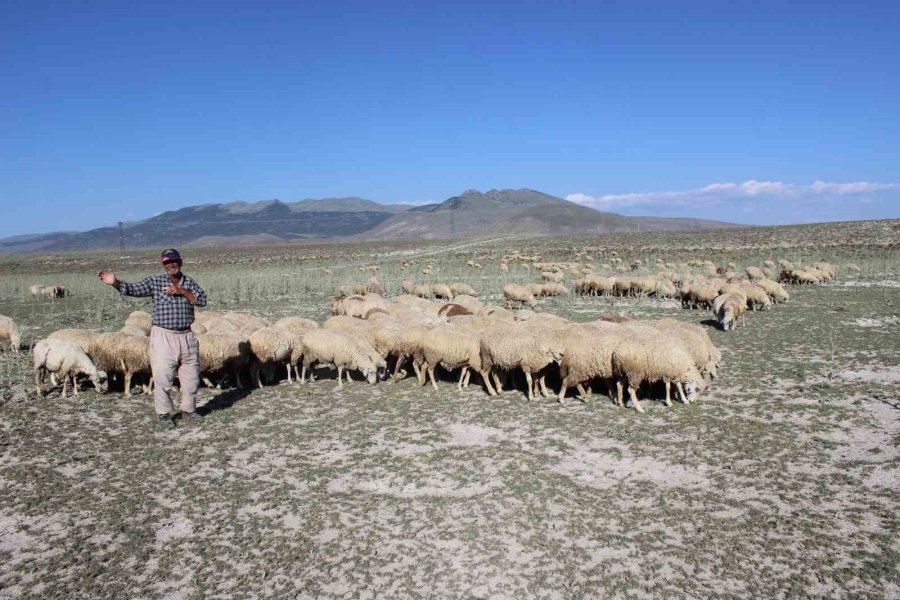 Karapınar’da Son Yağışlar Hayvancılara Umut Oldu