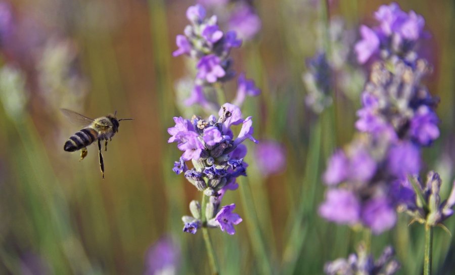 Karatay Lavanta Bahçesi 1 Temmuz’da Kapılarını Açıyor