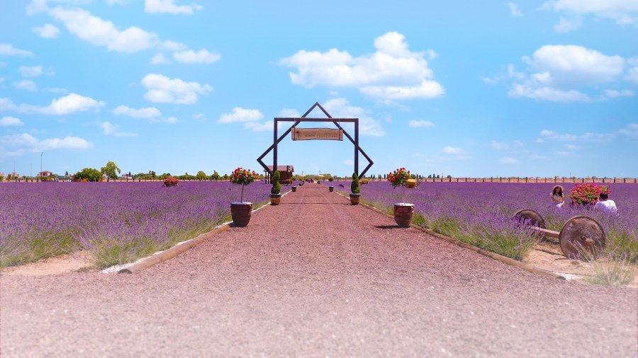 Karatay Lavanta Bahçesi 1 Temmuz’da Kapılarını Açıyor