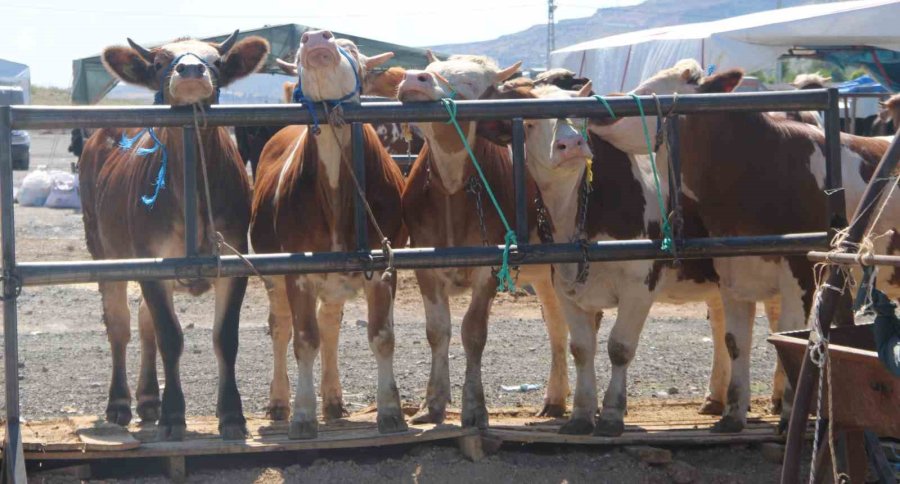 Bayram Yaklaştı Pazarlıklar Kızıştı