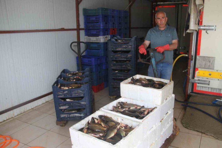 Beyşehir Gölü’nde Av Sezonu Açıldı, Balıklar Tezgahları Süsledi