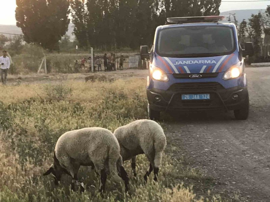Kaybolan Kurbanlık Koyunları Jandarma Ekipleri Buldu