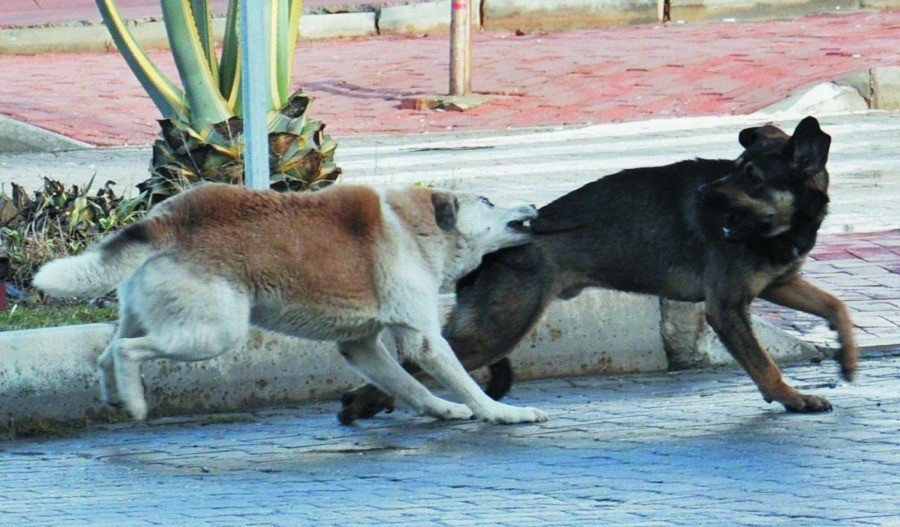 Gazipaşa’da Vatandaşlar Başıboş Köpeklerden Şikayetçi