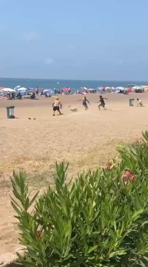 Sahibinden Kaçan Kurbanlık Kuzu Plajı Birbirine Kattı