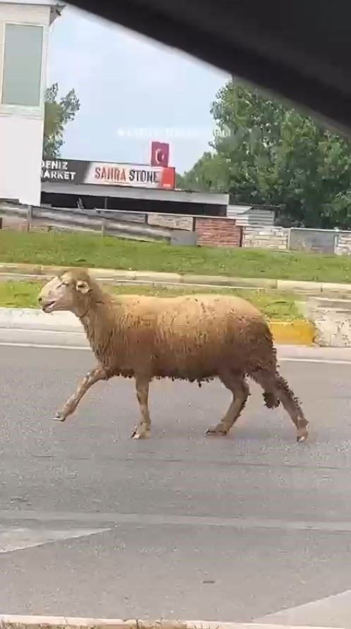 Sahibinden Kaçan Kurbanlık Kuzu Plajı Birbirine Kattı