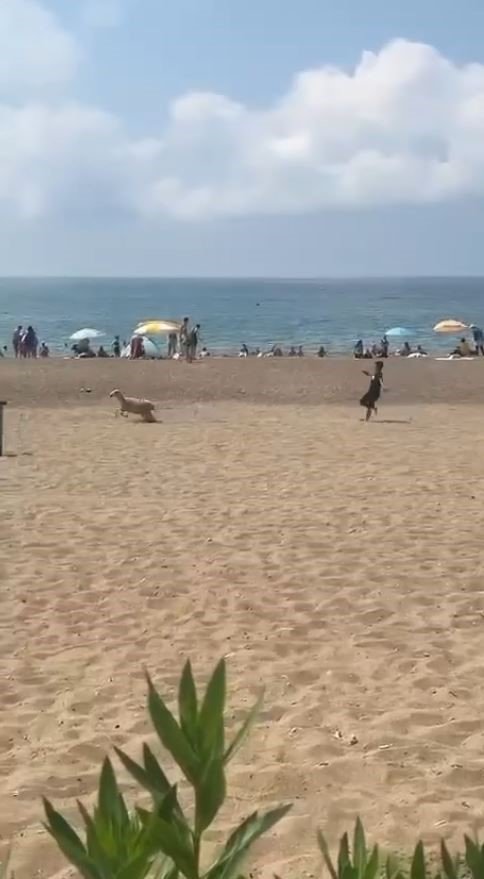 Sahibinden Kaçan Kurbanlık Kuzu Plajı Birbirine Kattı