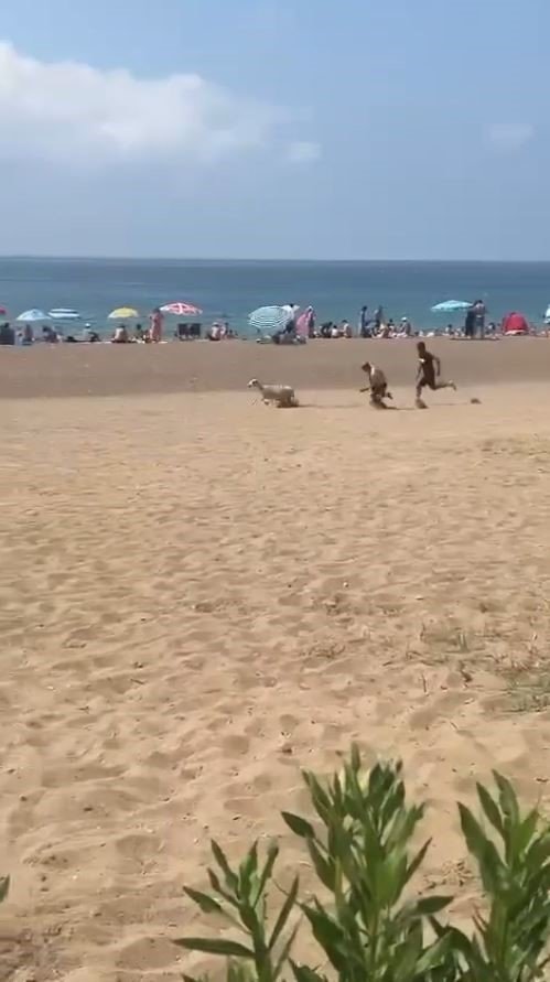 Sahibinden Kaçan Kurbanlık Kuzu Plajı Birbirine Kattı