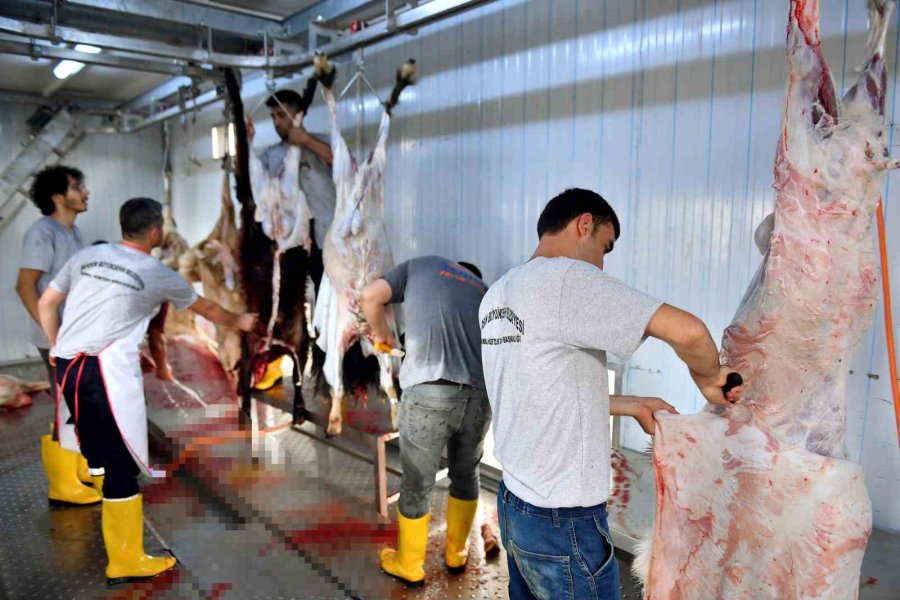 Mersin Büyükşehir Belediyesinin Mezbahaları Ve Mobil Kesim Ünitelerine Yoğun İlgi