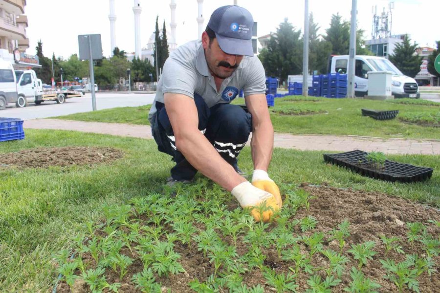 Büyükşehirden Korkuteli’de Çiçek Dikimi