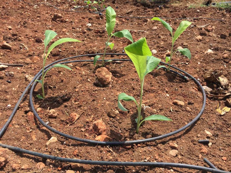 Tescilli Erdemli Muzunun Doku Kültürüyle Fidesi Üretildi