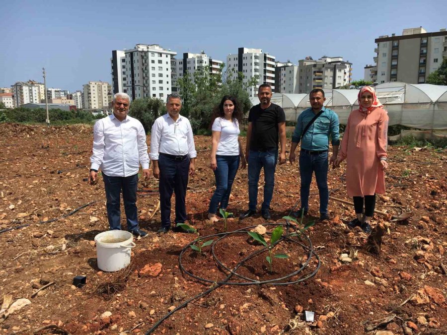 Tescilli Erdemli Muzunun Doku Kültürüyle Fidesi Üretildi