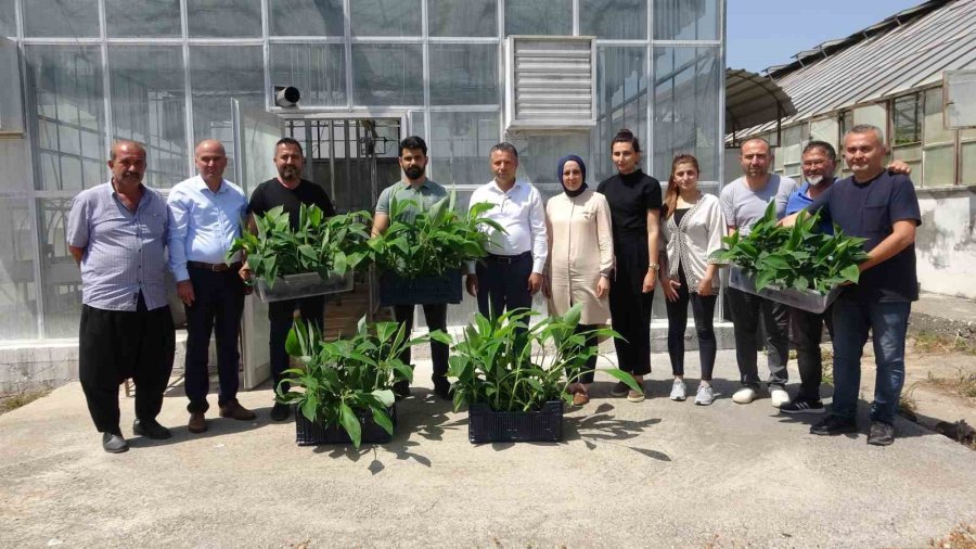 Tescilli Erdemli Muzunun Doku Kültürüyle Fidesi Üretildi