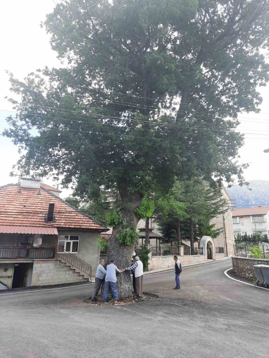 Kesmeye Kıyamadıkları 2 Asırlık Meşe Ağacı Yol Ortasında Kaldı
