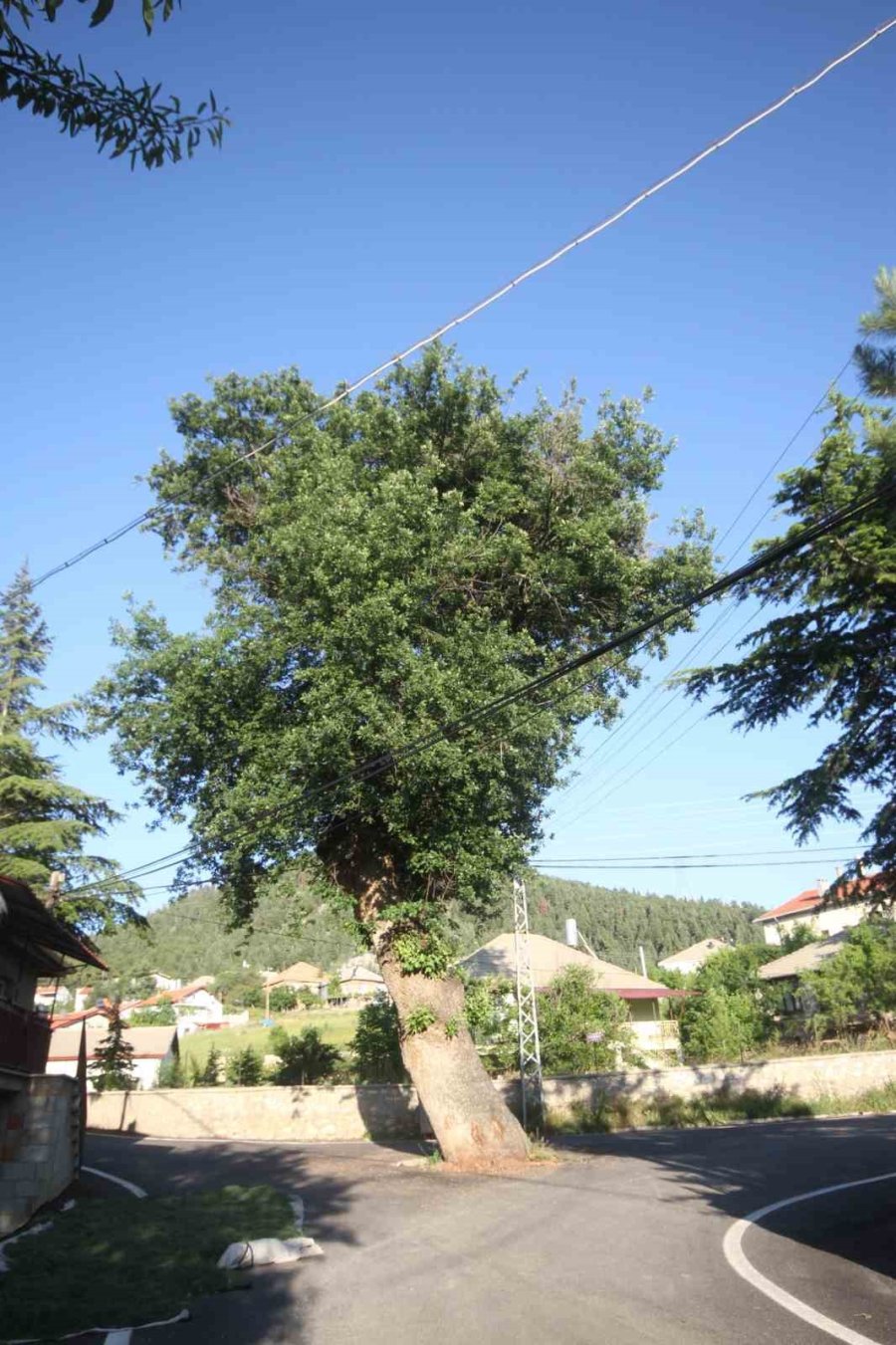 Kesmeye Kıyamadıkları 2 Asırlık Meşe Ağacı Yol Ortasında Kaldı