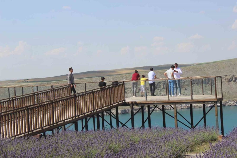 Karapınar’daki Lavanta Bahçesi Turistlerin Uğrak Noktası Oldu