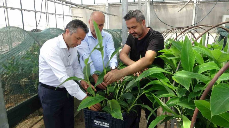 Tescilli Erdemli Muzunun Doku Kültürüyle Fidesi Üretildi
