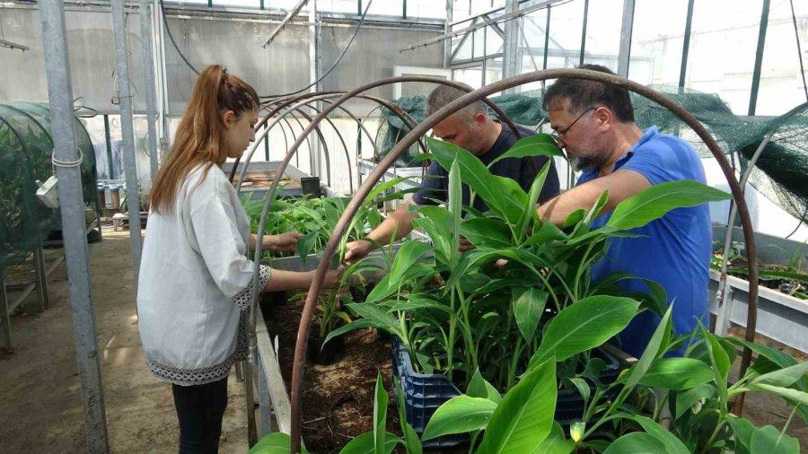 Tescilli Erdemli Muzunun Doku Kültürüyle Fidesi Üretildi