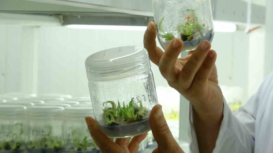 Tescilli Erdemli Muzunun Doku Kültürüyle Fidesi Üretildi