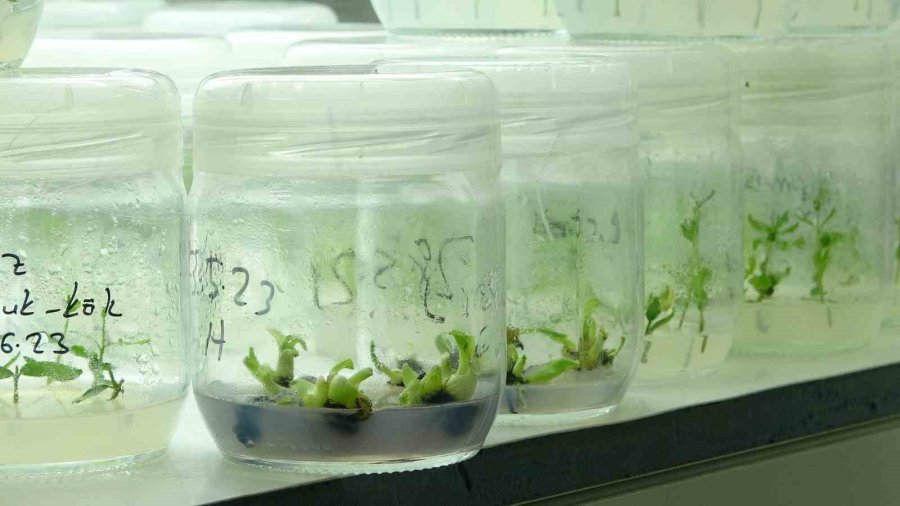 Tescilli Erdemli Muzunun Doku Kültürüyle Fidesi Üretildi