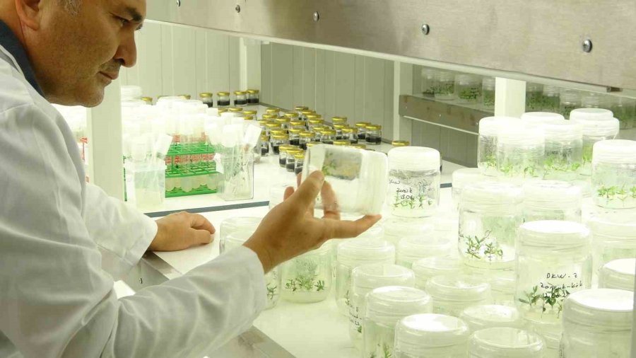 Tescilli Erdemli Muzunun Doku Kültürüyle Fidesi Üretildi