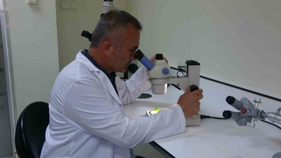 Tescilli Erdemli Muzunun Doku Kültürüyle Fidesi Üretildi