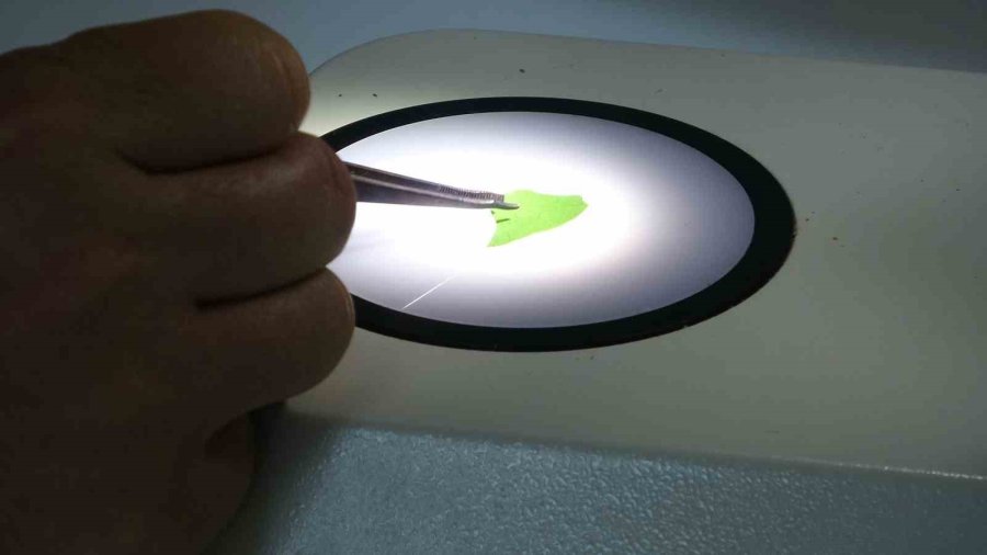 Tescilli Erdemli Muzunun Doku Kültürüyle Fidesi Üretildi