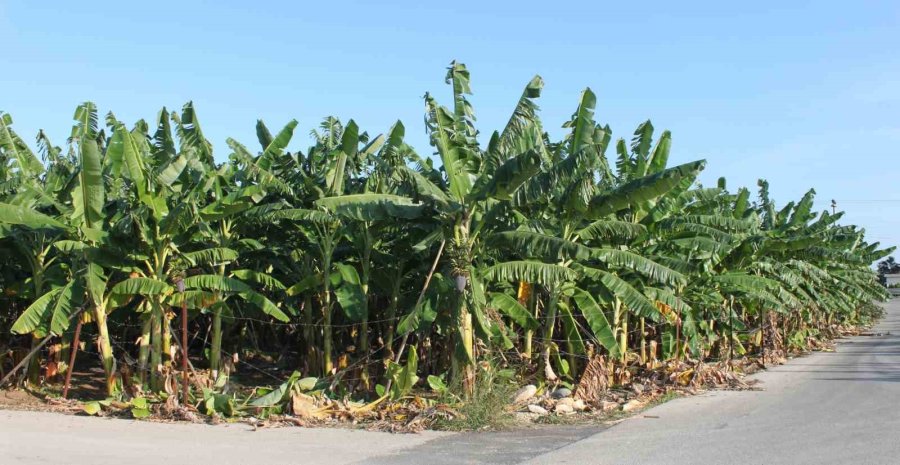 Tescilli Erdemli Muzunun Doku Kültürüyle Fidesi Üretildi