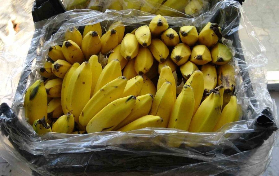 Tescilli Erdemli Muzunun Doku Kültürüyle Fidesi Üretildi