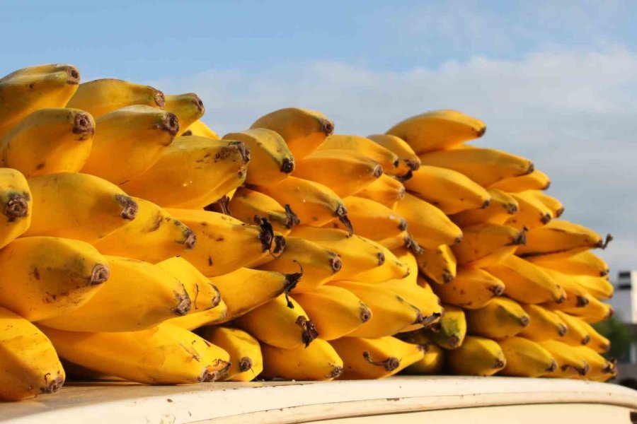 Tescilli Erdemli Muzunun Doku Kültürüyle Fidesi Üretildi