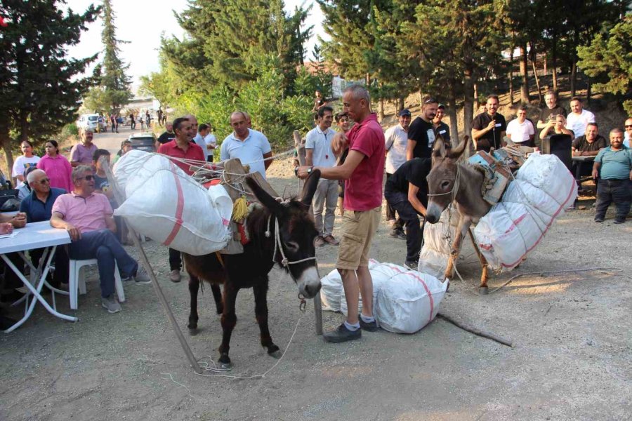 Eşeğe Saman Balyası Yüklemek İçin Kıyasıya Yarıştılar