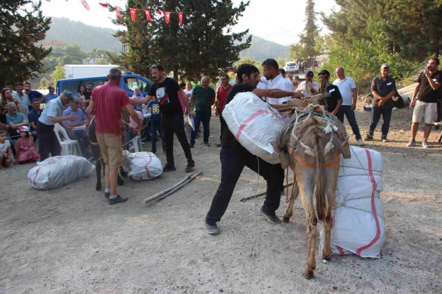 Eşeğe Saman Balyası Yüklemek İçin Kıyasıya Yarıştılar