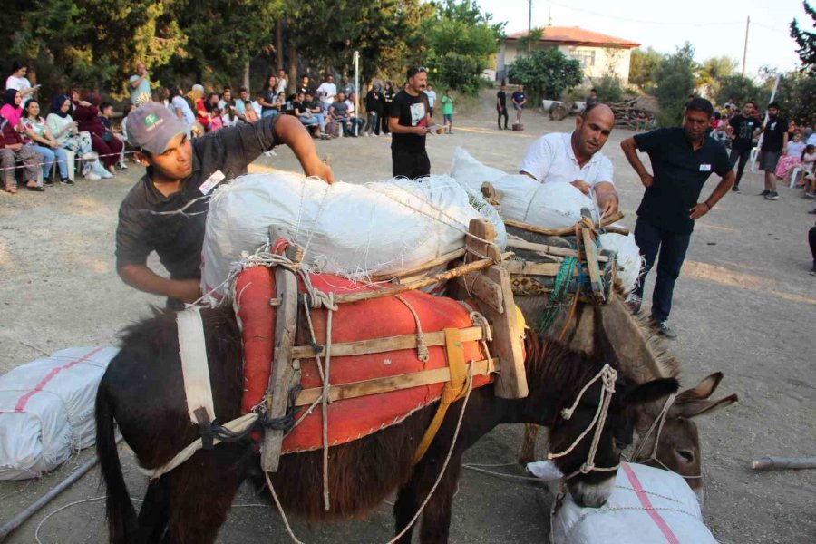 Eşeğe Saman Balyası Yüklemek İçin Kıyasıya Yarıştılar