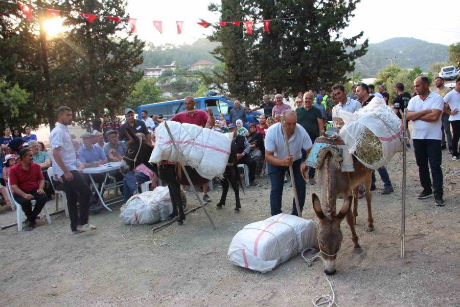 Eşeğe Saman Balyası Yüklemek İçin Kıyasıya Yarıştılar